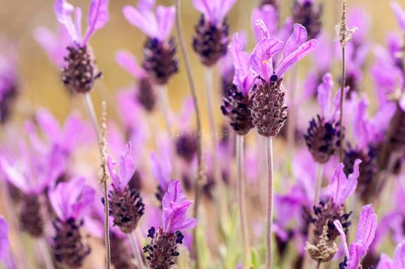 lavandula stoechas, lavanda o tomillo borriquero