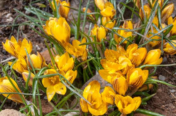 crocus de alta montaña en Picos de Europa