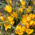 crocus de alta montaña en Picos de Europa