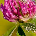 joya botanica 2