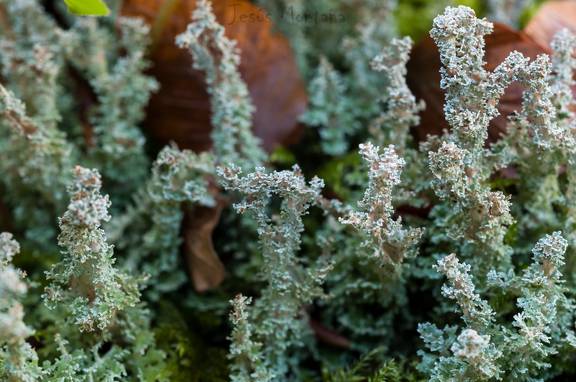 macrofotografia de liquenes