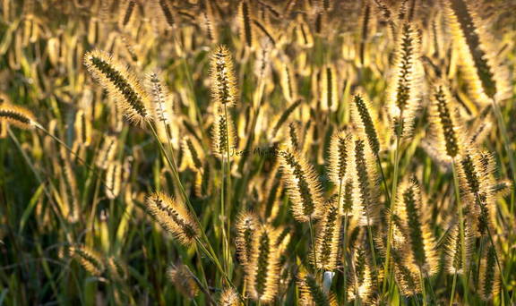 campo de gramineas a contraluz