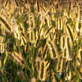 campo de gramineas a contraluz