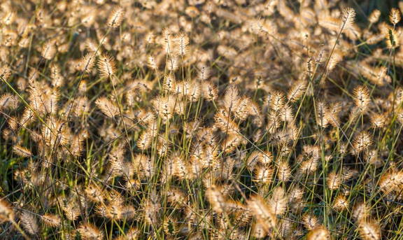gramíneas en Castilla