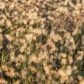 gramíneas en Castilla