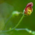 Scrophularia
