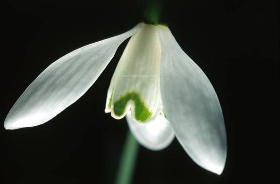Galanthus nivalis