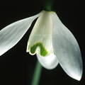 Galanthus nivalis