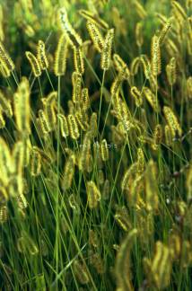 gramineas en analogico