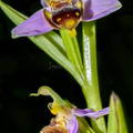 ophrys apifera 3
