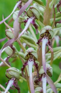 himantoglossum hircinum
