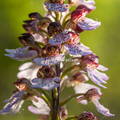 orchis purpurea 1