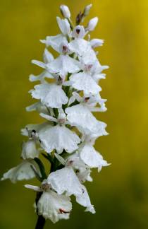 Orchis hypochromic