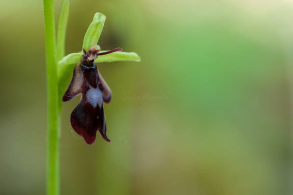 Ophrys insectifera