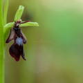 Ophrys insectifera