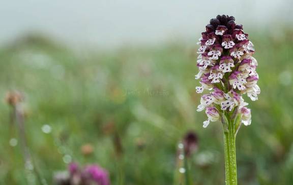Orchis ustulata