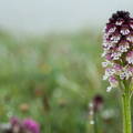 Orchis ustulata