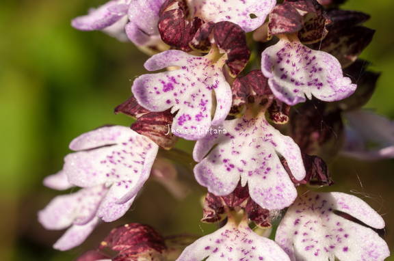 orchis purpurea 2