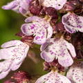 orchis purpurea 2