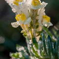 Linaria vulgaris