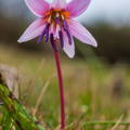 Erythronium dens-canis
