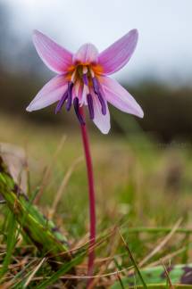 Erythronium dens-canis