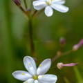 Simethis planifolia 1
