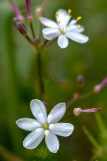 Simethis planifolia 1