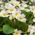 primula