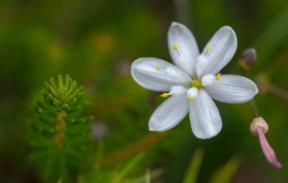Simethis planifolia 2