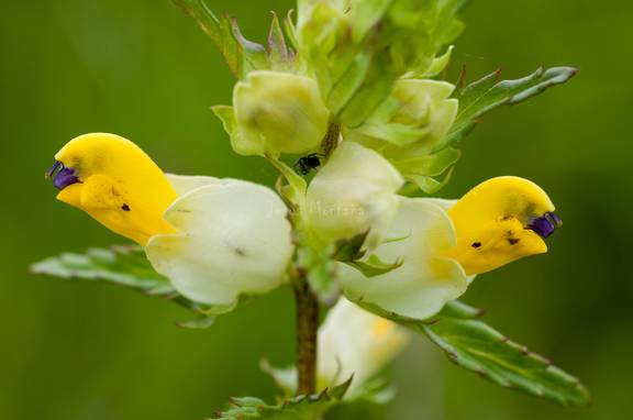 euphrasia officinalis