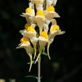 linaria 1