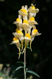 linaria 1