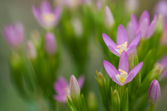 centaurium