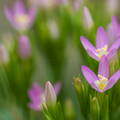 centaurium