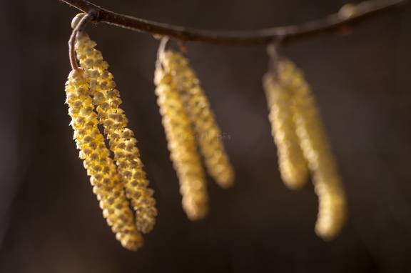 inflorescencia de un arbol