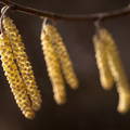 inflorescencia de un arbol