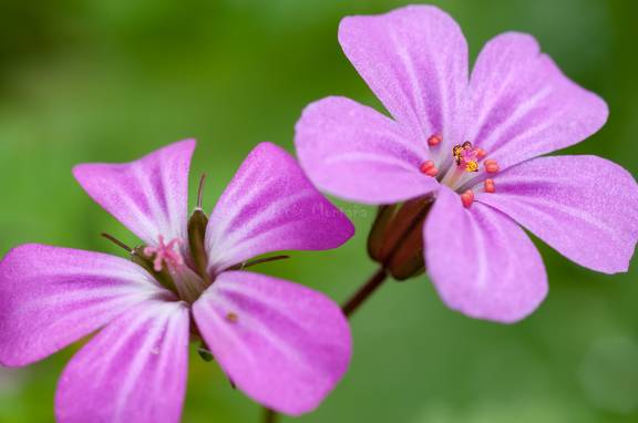 Geranium Robertianum
