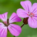 Geranium Robertianum
