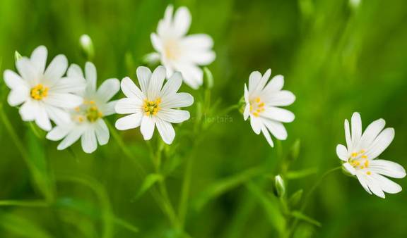 grupo de  estrelladas (Stellaria holostea) en una pradera