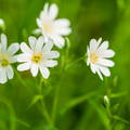 grupo de  estrelladas (Stellaria holostea) en una pradera