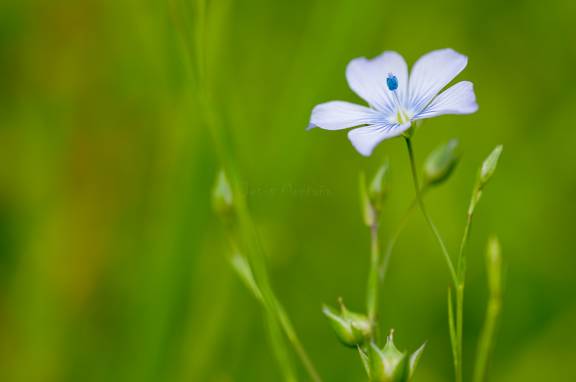 Linum