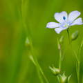 Linum
