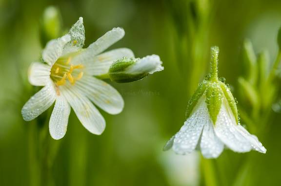  estrellada (Stellaria holostea) en una pradera