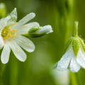  estrellada (Stellaria holostea) en una pradera