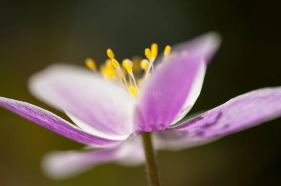 anteras y pétalos de una flor silvestre