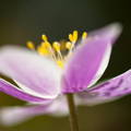 anteras y pétalos de una flor silvestre
