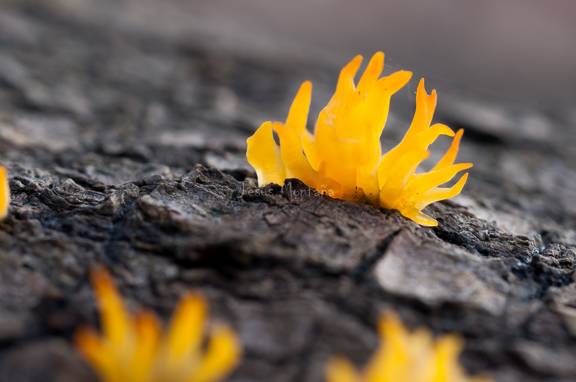 Calocera Viscosa 2