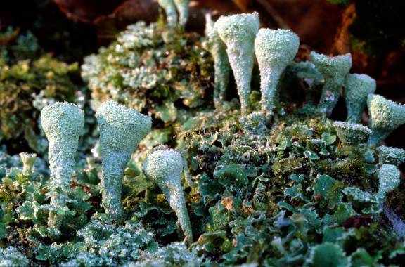 cladonia