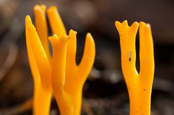 Calocera Viscosa 1